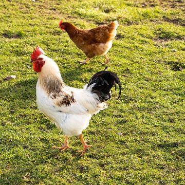 ABF Chicken Backs 