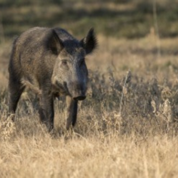Wild Boar Bones for Pets