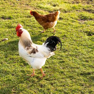 Organic Chicken Backs 