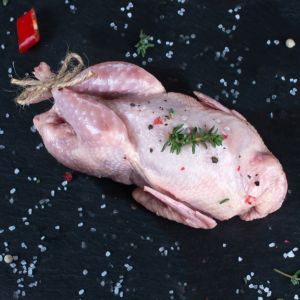 Frozen Pheasant