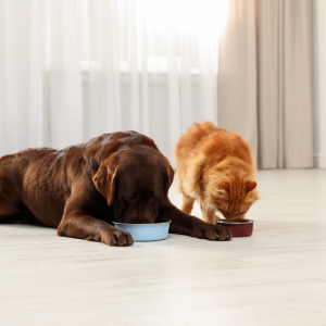 Venison Pet Formula 