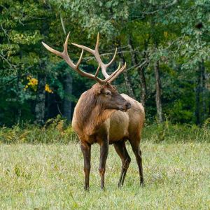Elk Neck Bones