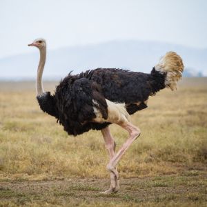 Ostrich Tendon Smoked for Pets