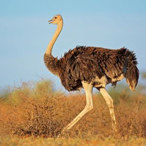 Ostrich Cut Leg Bone with Knuckle