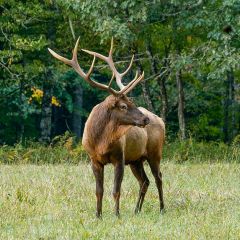 Elk Osso Bucco