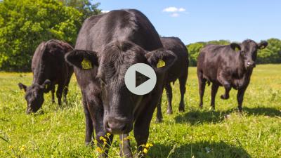 What the "Grass Fed" label means