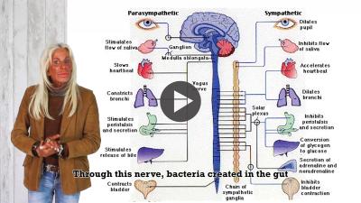 The Mind Gut Connection