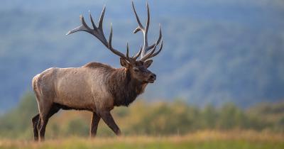 The Health and Environmental Benefits of Eating North American Elk Meat