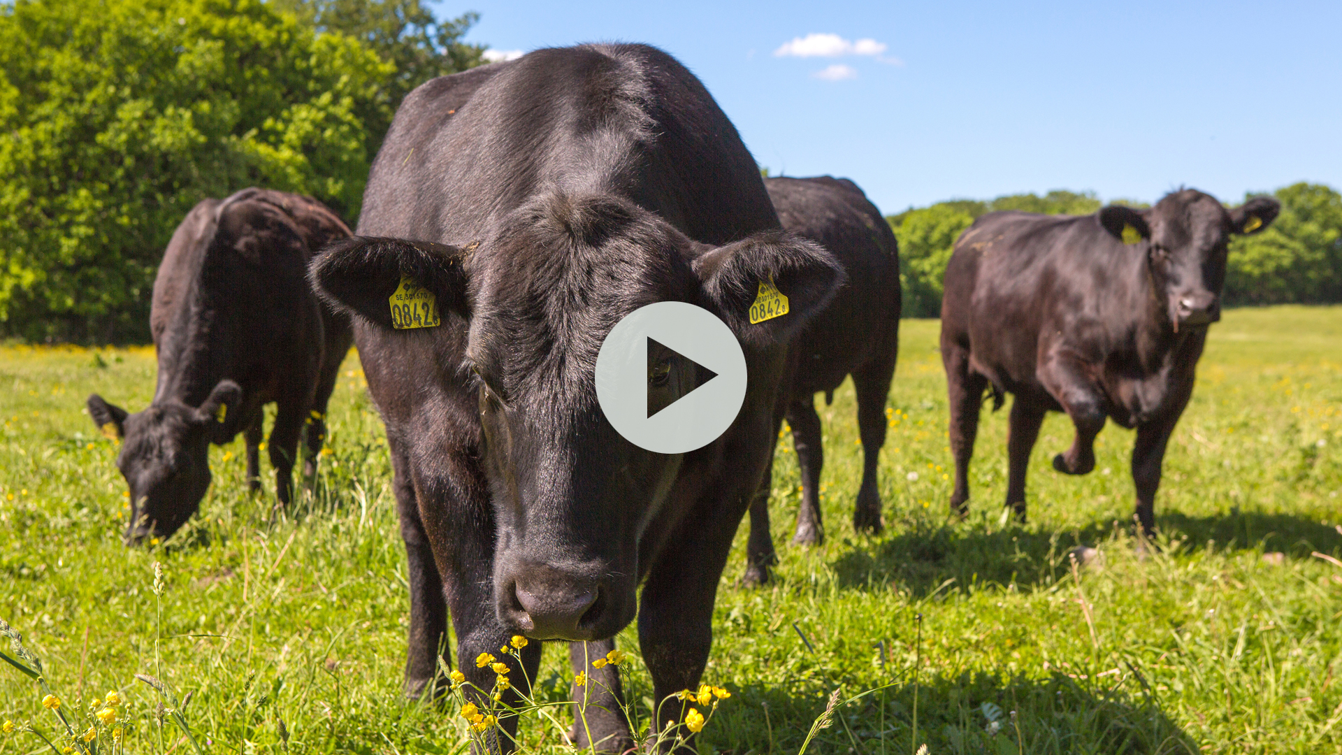 What the "Grass Fed" label means