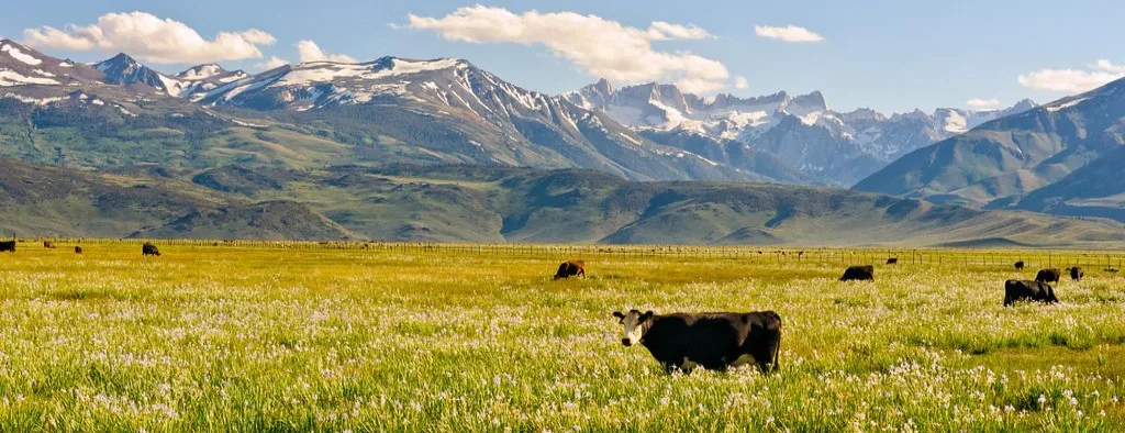Cattle grazing on open pasture with mountains in the background
